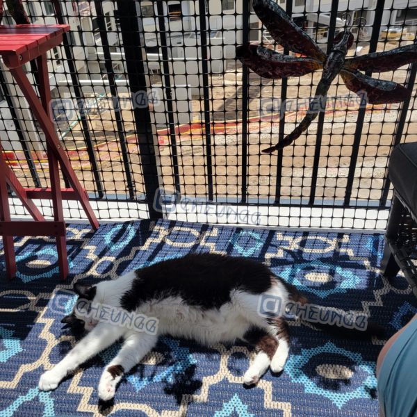 Heavy-duty Plastic Mesh Netting Factory